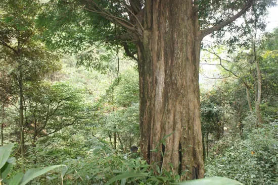 金生水资讯——红豆杉